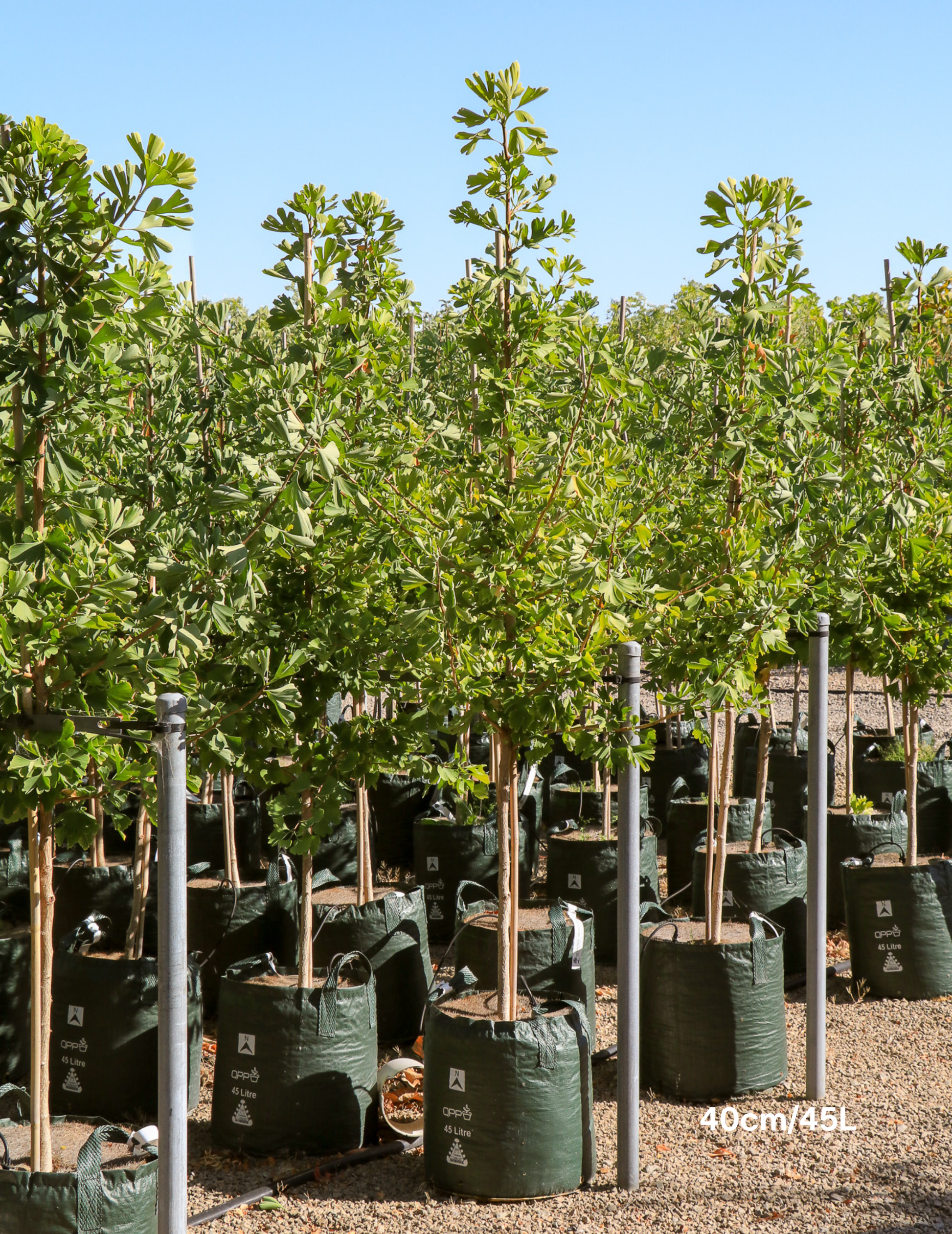 Ginkgo biloba - Evergreen Trees Direct