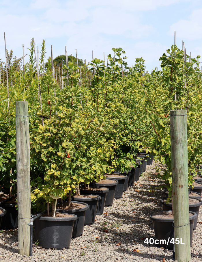 Ginkgo biloba 'Lemonlime Spire' - Evergreen Trees Direct