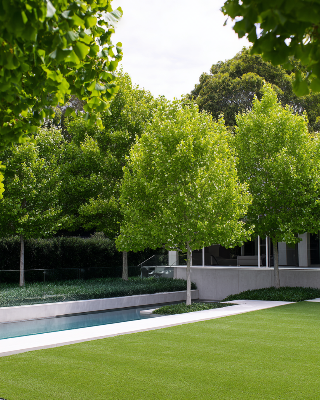 Evergreen Trees Direct