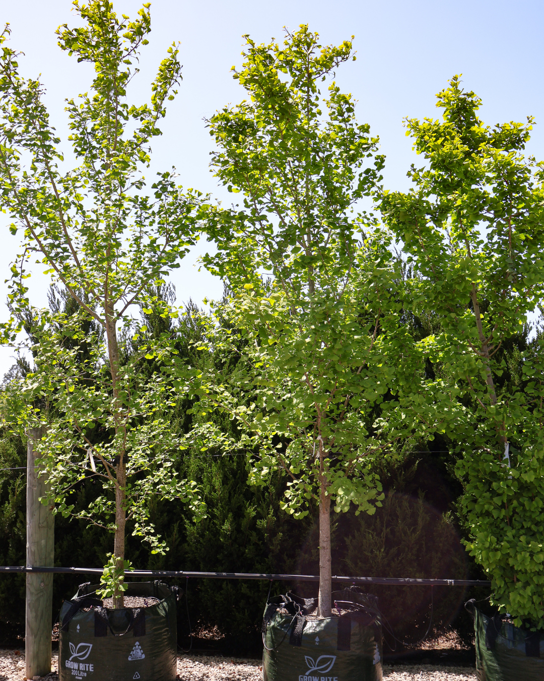 Ginkgo biloba