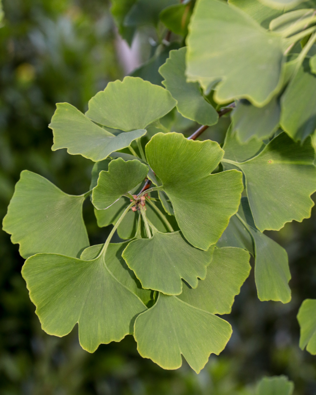 Ginkgo biloba