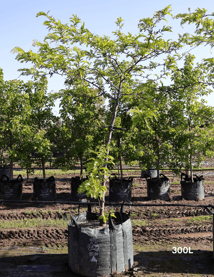 Gleditsia triacanthos 'Shademaster' 45L Bag - Evergreen Trees Direct