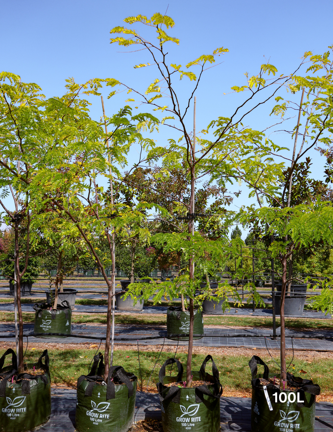Gleditsia triacanthos 'Sunburst' - Evergreen Trees Direct