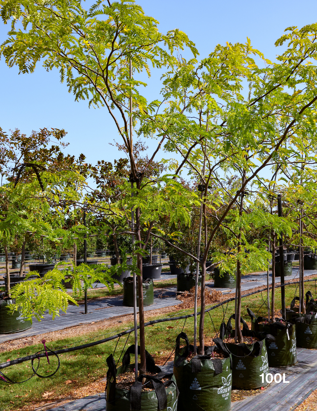Gleditsia triacanthos 'Sunburst' - Evergreen Trees Direct
