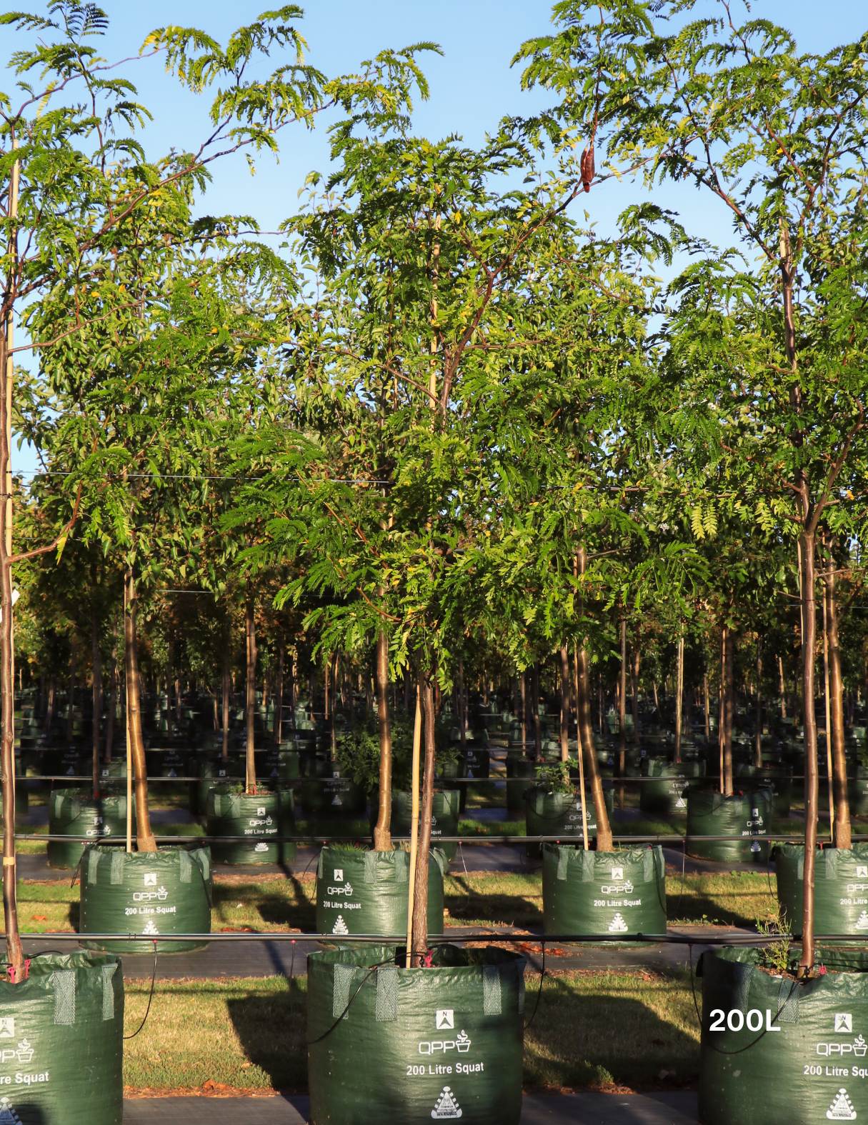 Gleditsia triacanthos 'Sunburst' - Evergreen Trees Direct