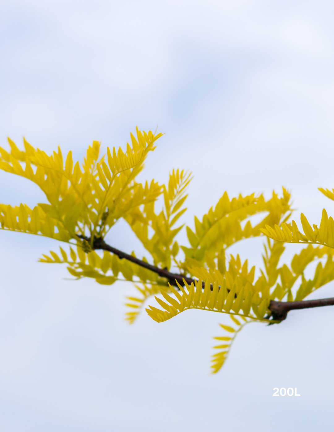 Gleditsia triacanthos 'Sunburst' - Evergreen Trees Direct