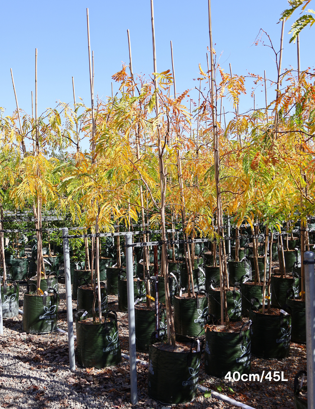 Gleditsia triacanthos 'Sunburst' - Evergreen Trees Direct