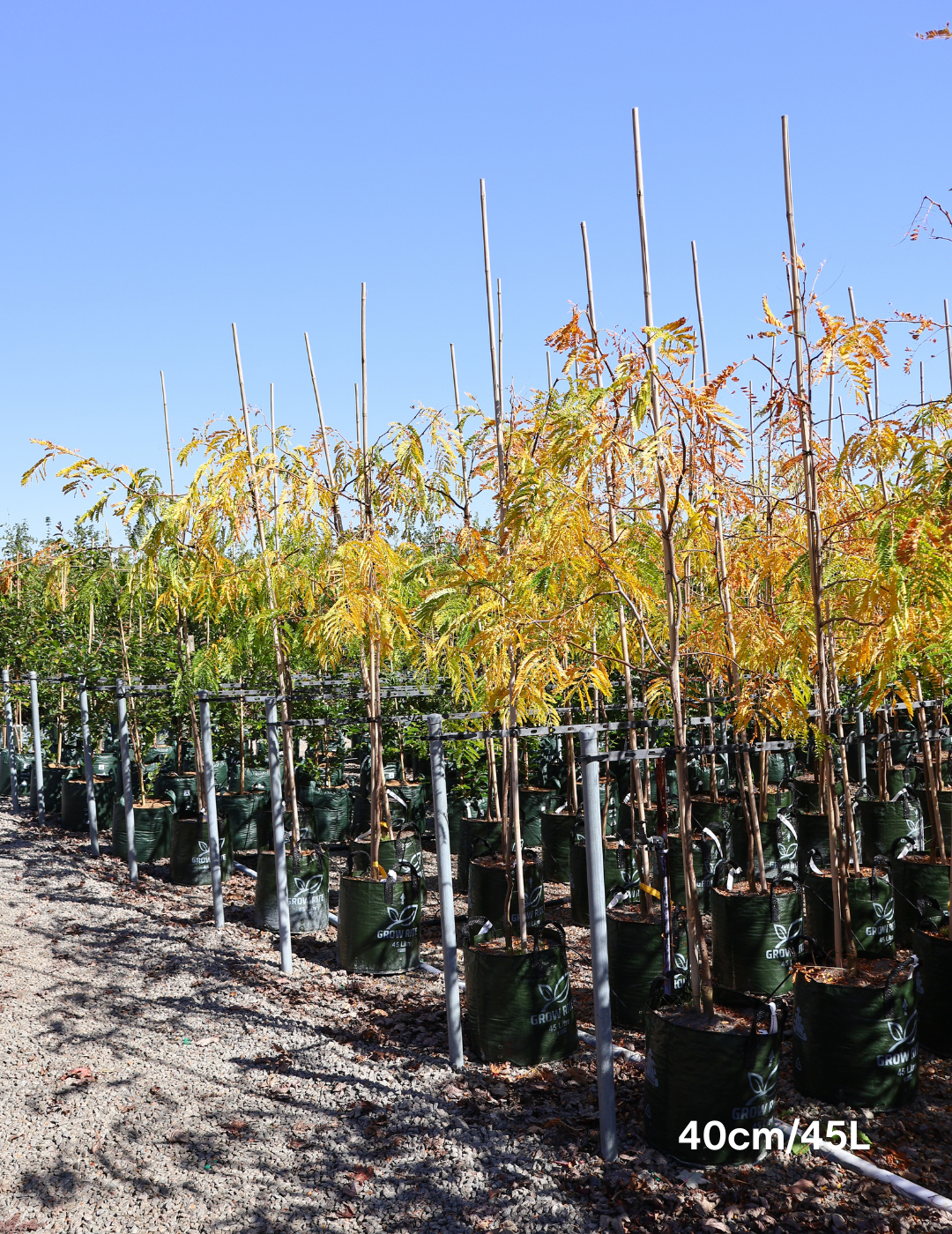 Gleditsia triacanthos 'Sunburst' - Evergreen Trees Direct