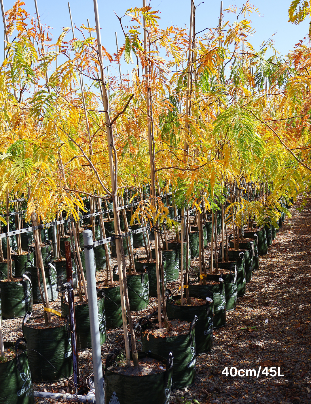 Gleditsia triacanthos 'Sunburst' - Evergreen Trees Direct