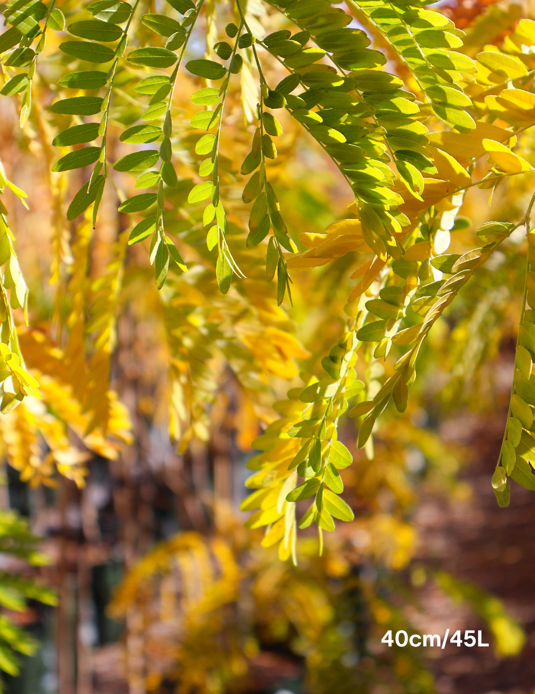 Gleditsia triacanthos 'Sunburst' - Evergreen Trees Direct