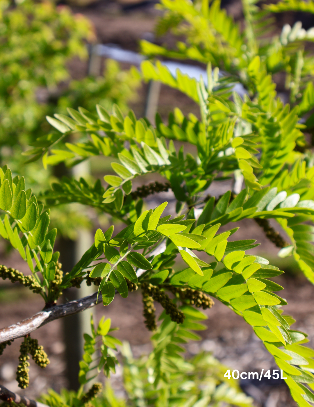 Gleditsia triacanthos 'Sunburst' - Evergreen Trees Direct