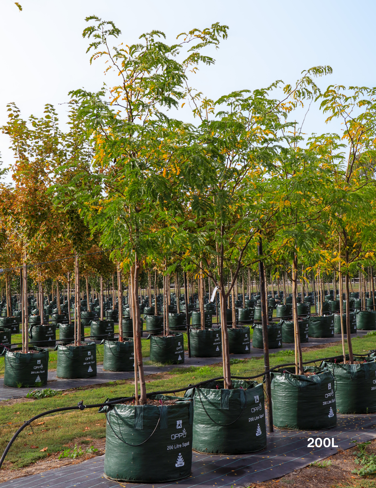 Gleditsia triacanthos 'Sunburst' - Evergreen Trees Direct