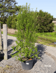 Pittosporum Green Pillar