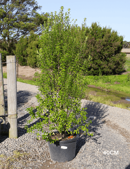 Pittosporum Green Pillar