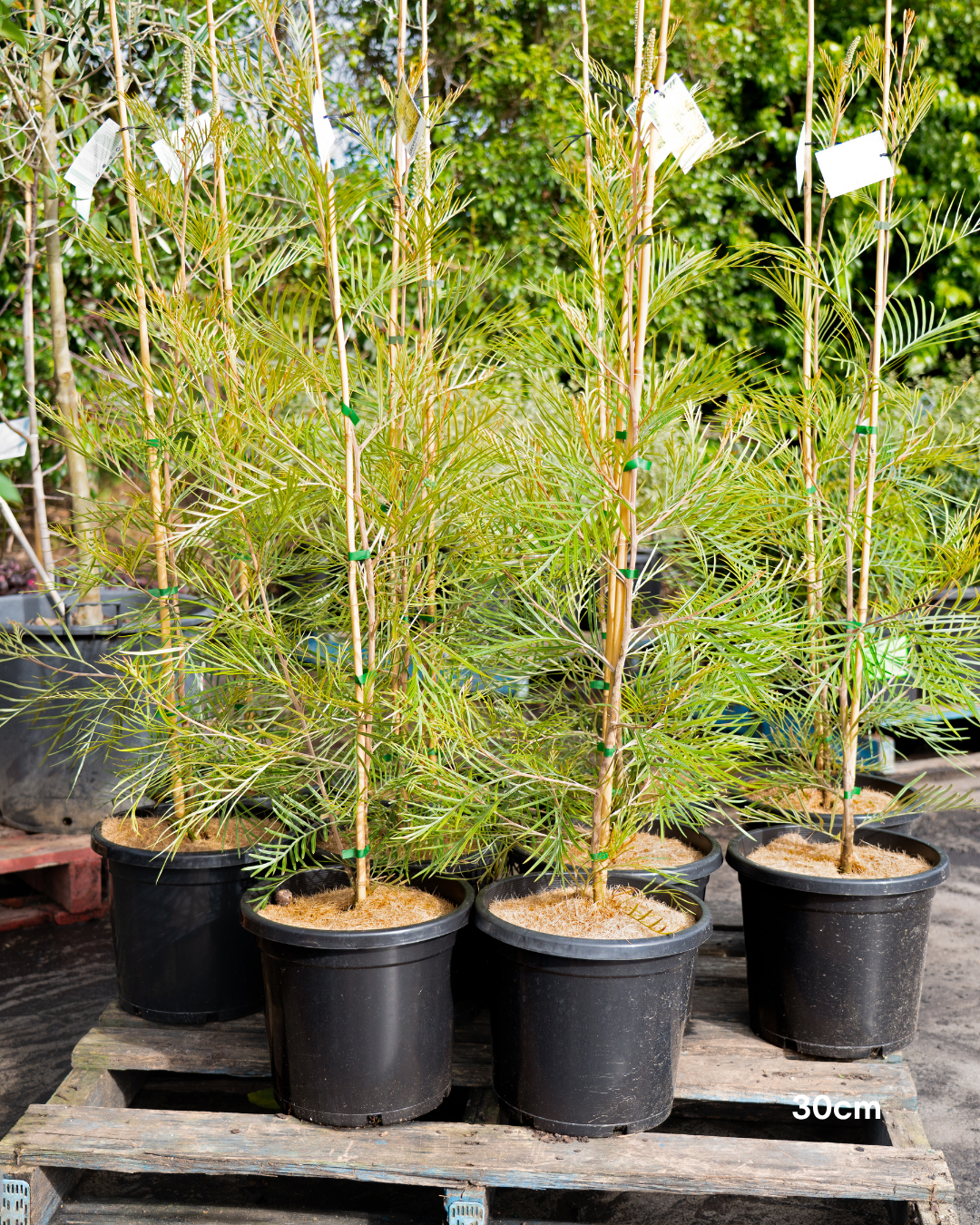 Grevillea x 'Moonlight'