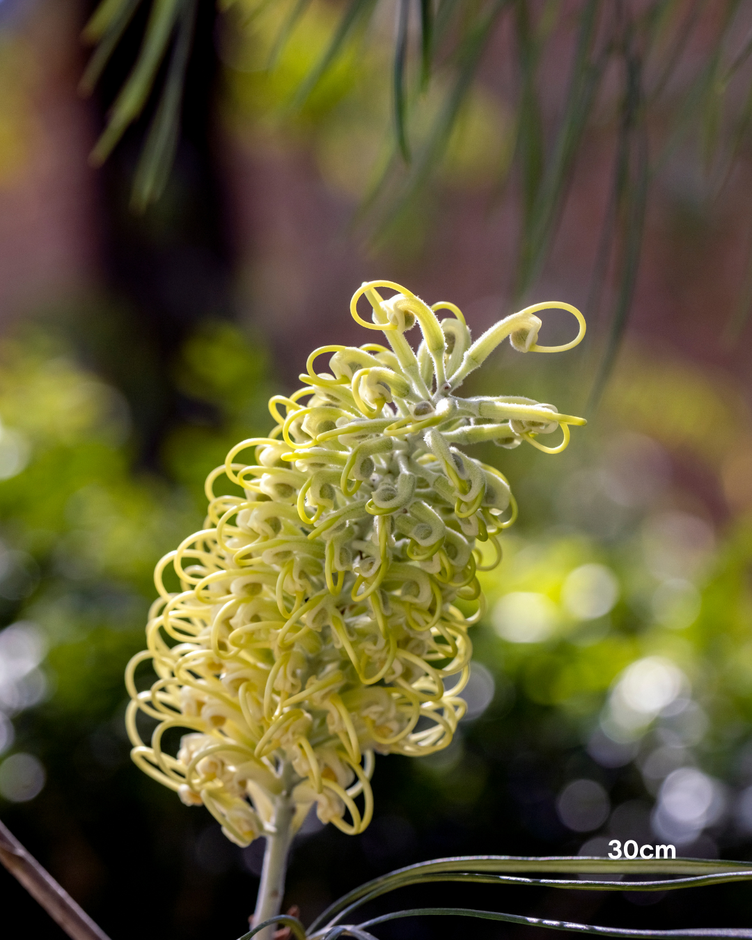 Grevillea x 'Moonlight'