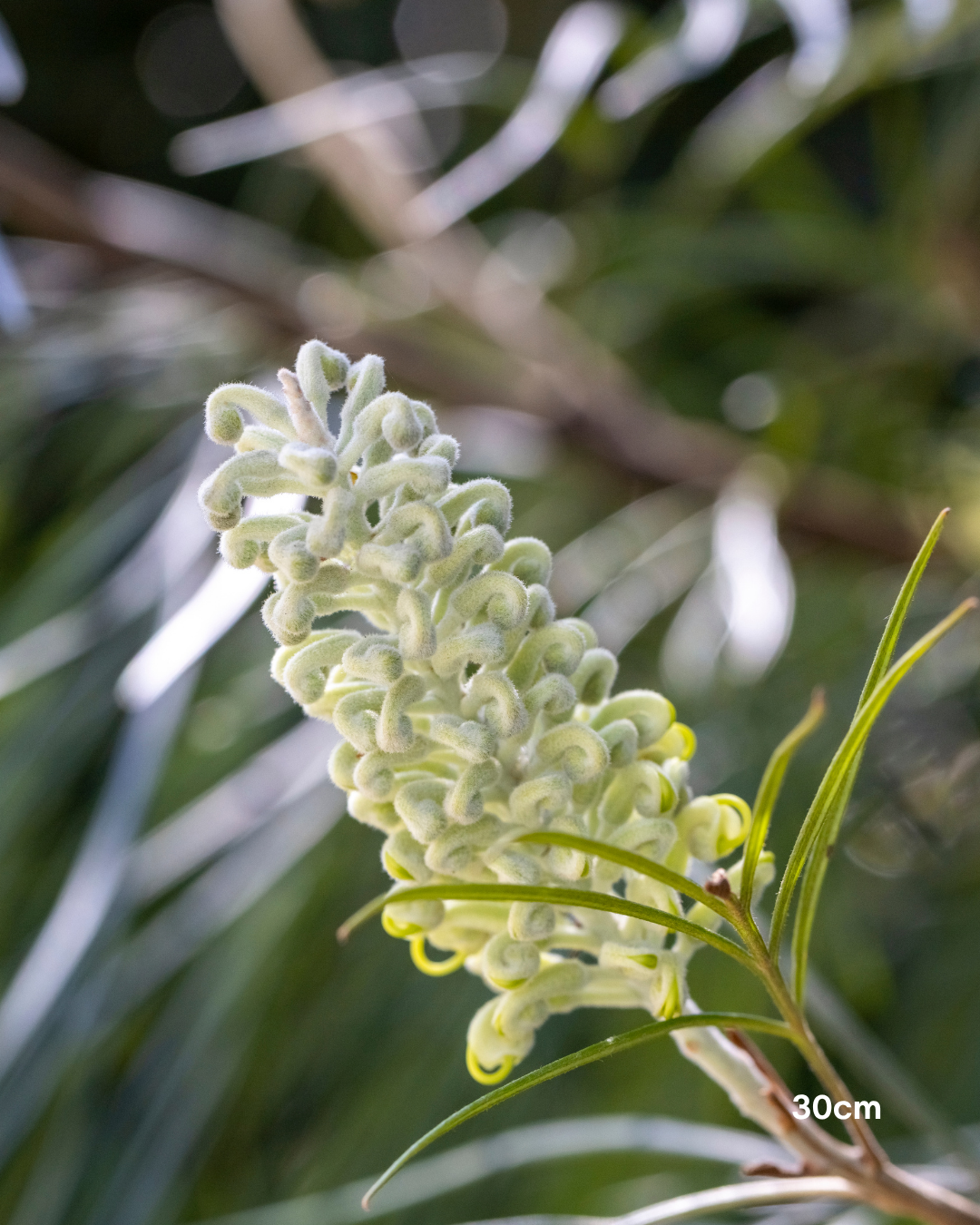 Grevillea x 'Moonlight'