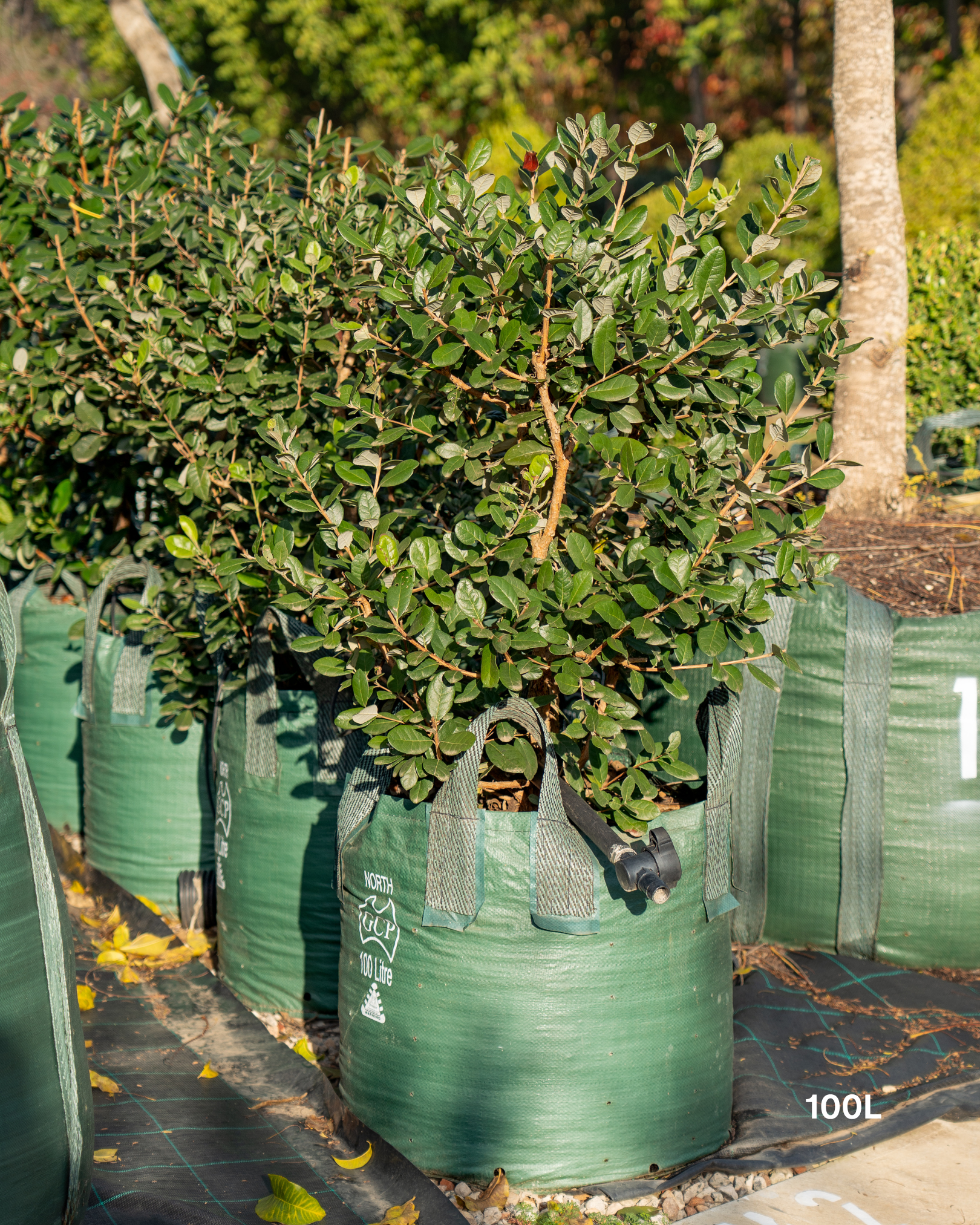 Acca sellowiana – Pineapple Guava / Feijoa