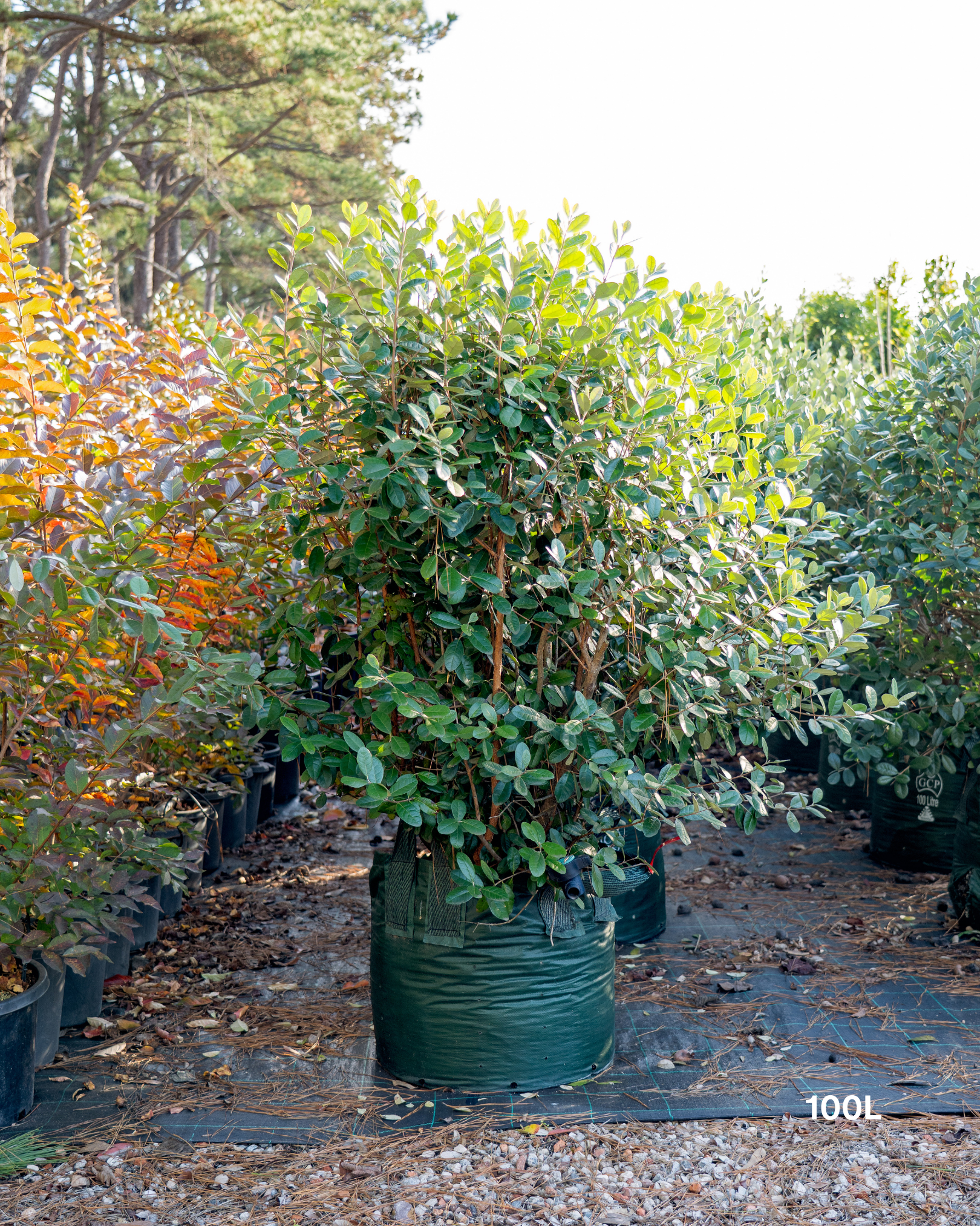 Acca sellowiana – Pineapple Guava / Feijoa