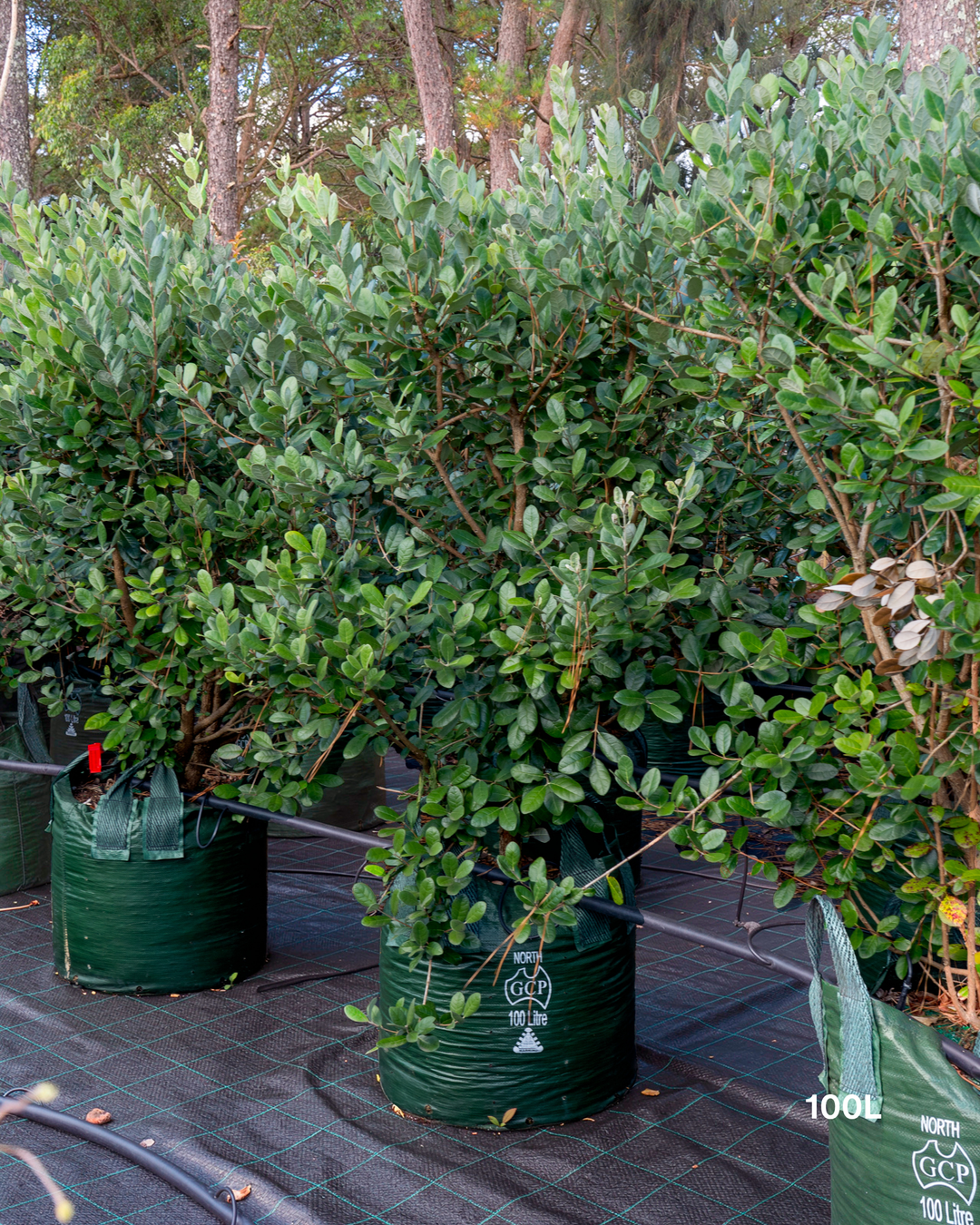 Acca sellowiana – Pineapple Guava / Feijoa