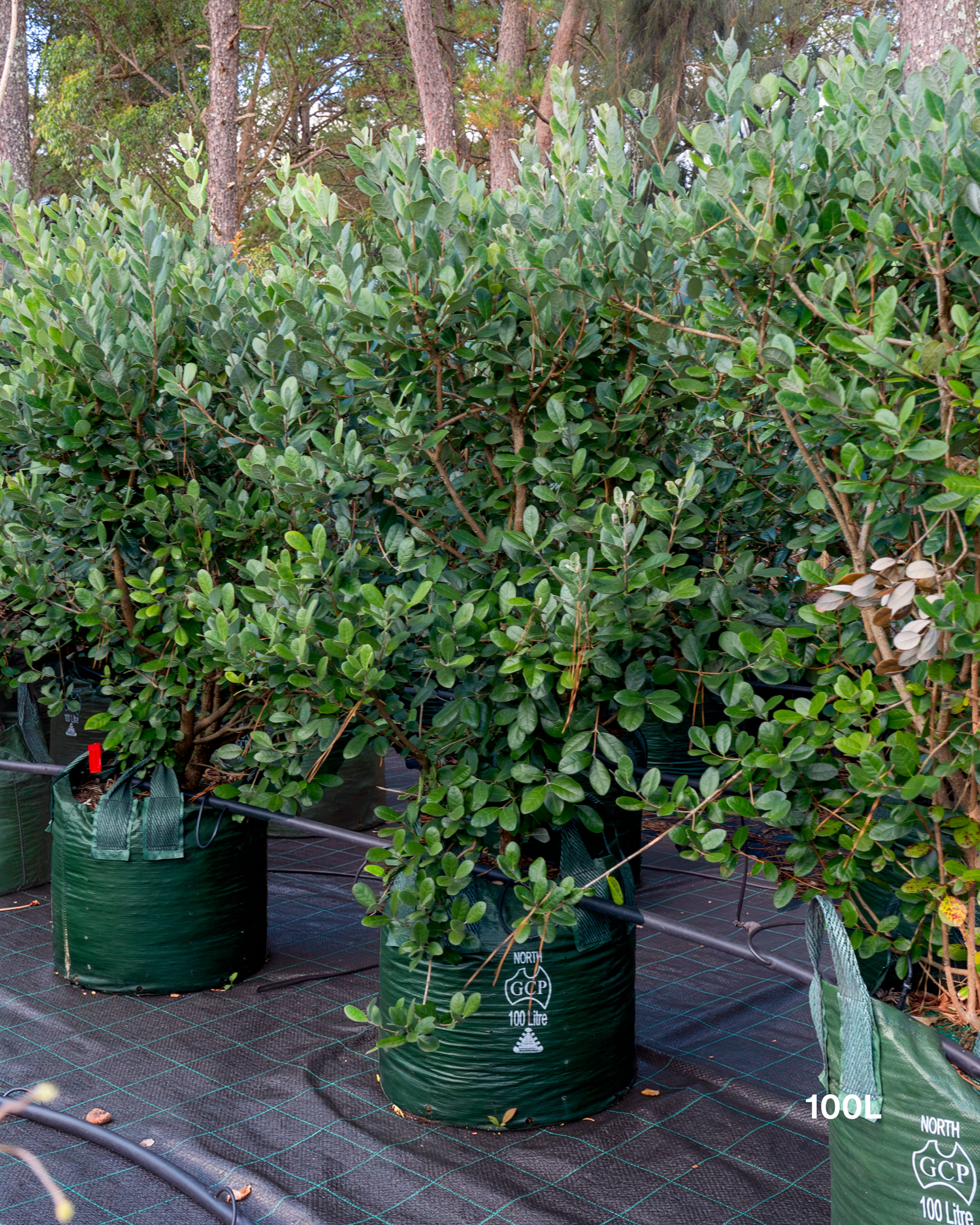 Acca sellowiana – Pineapple Guava / Feijoa