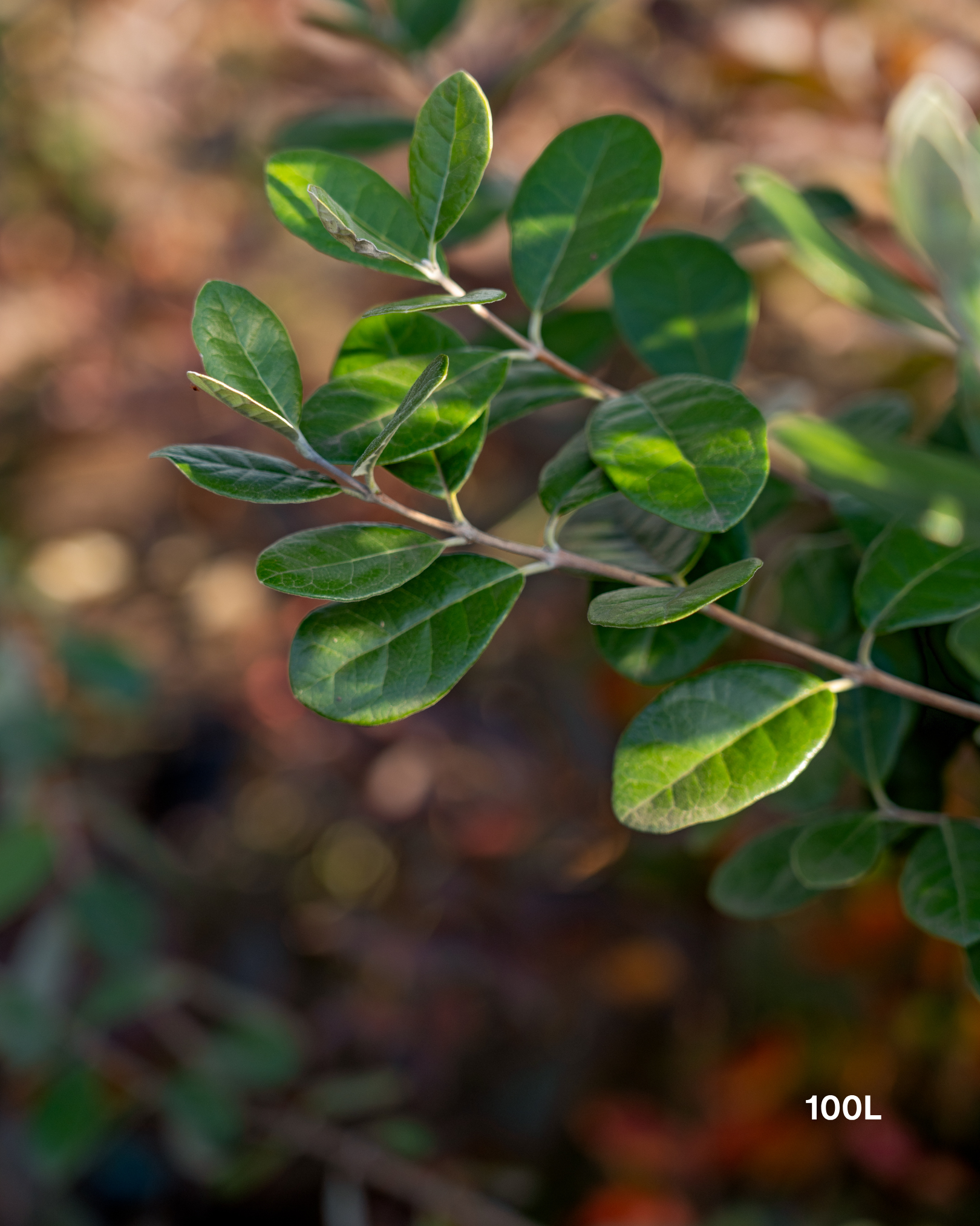 Acca sellowiana – Pineapple Guava / Feijoa