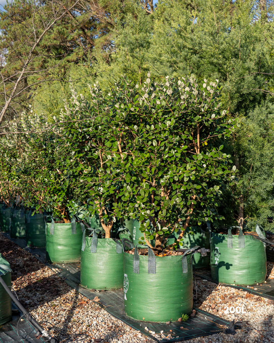 Acca sellowiana – Pineapple Guava / Feijoa