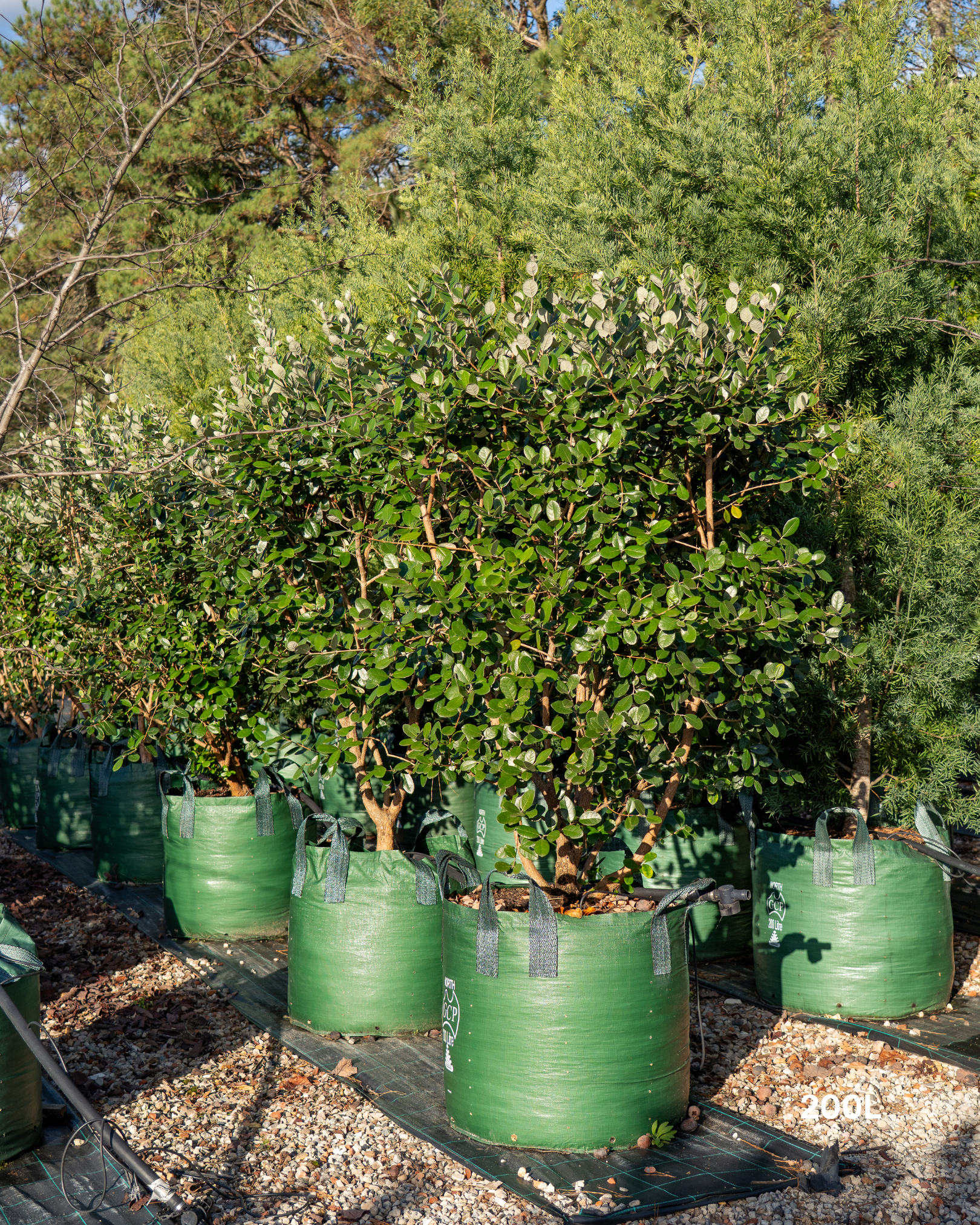 Acca sellowiana – Pineapple Guava / Feijoa