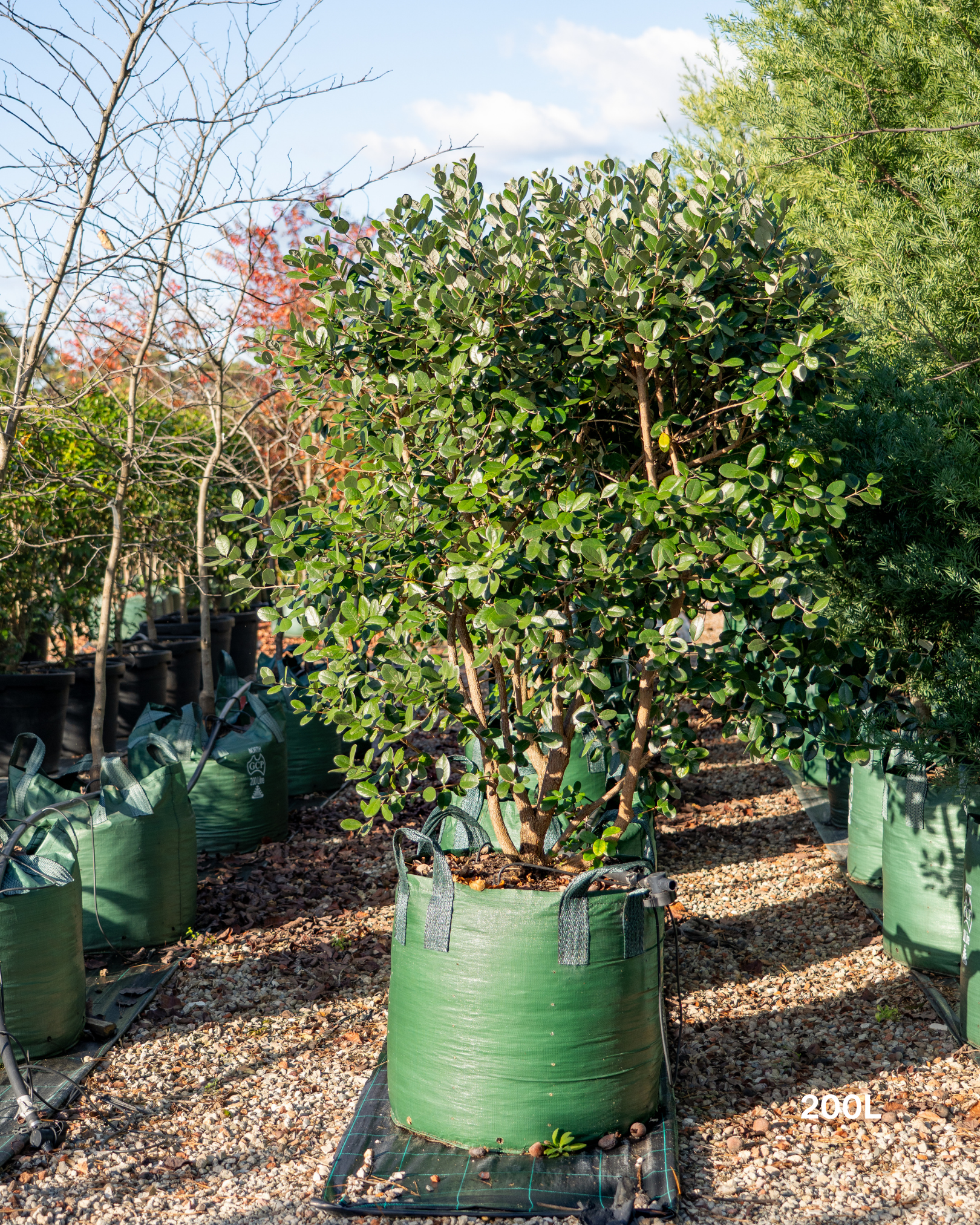 Acca sellowiana – Pineapple Guava / Feijoa