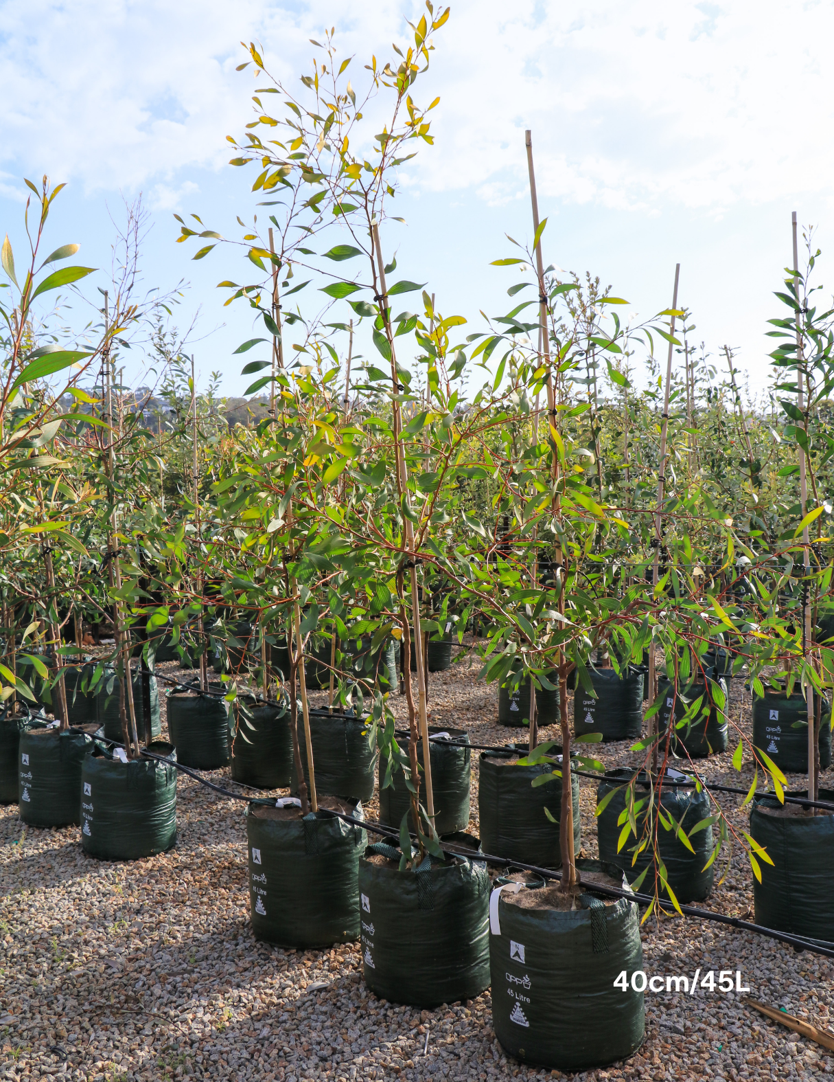 Hakea laurina – Pincushion Hakea - Evergreen Trees Direct