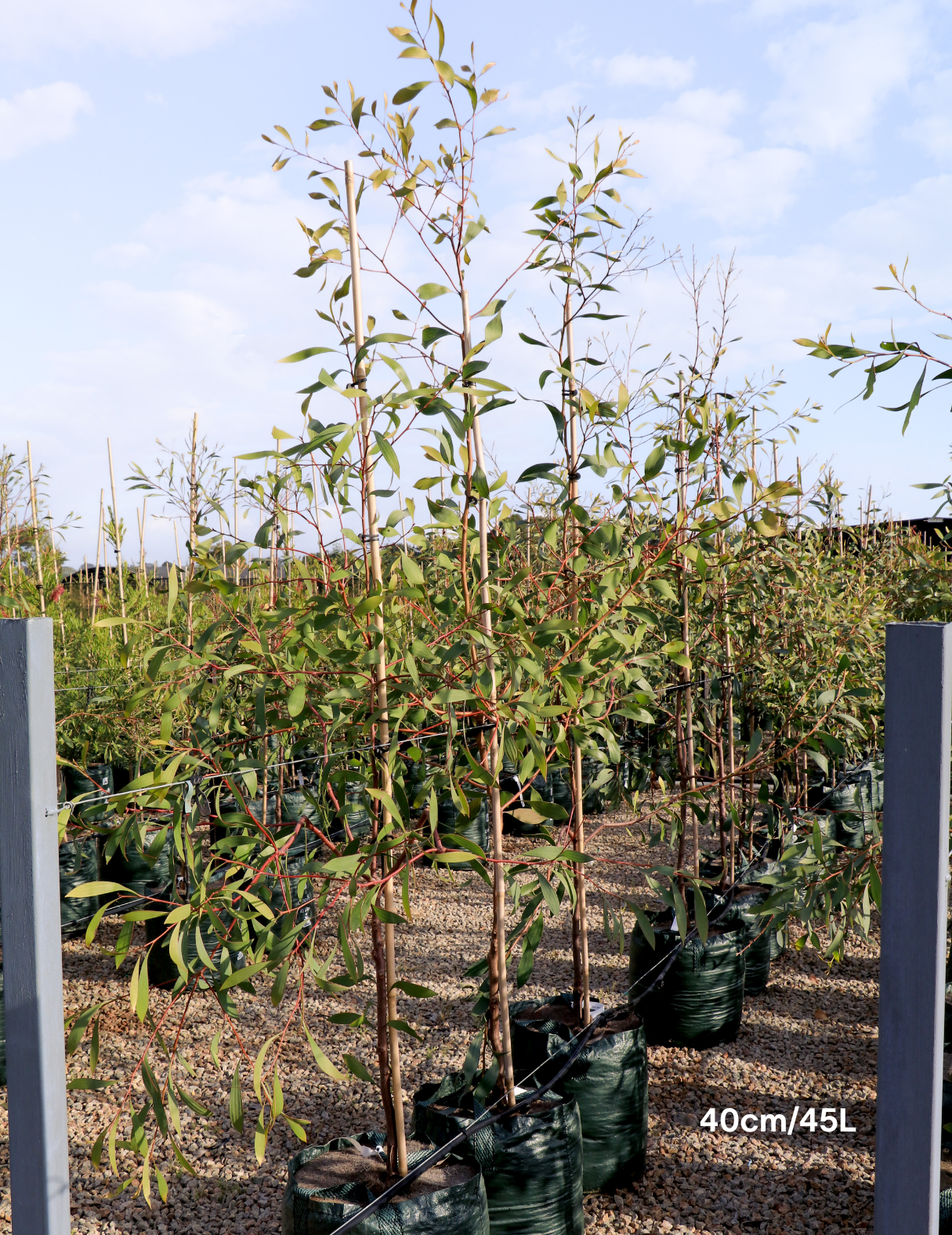 Hakea laurina – Pincushion Hakea - Evergreen Trees Direct