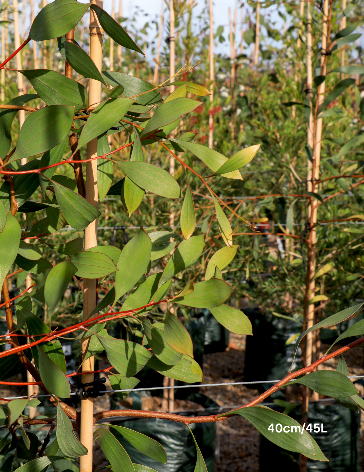 Hakea laurina – Pincushion Hakea - Evergreen Trees Direct
