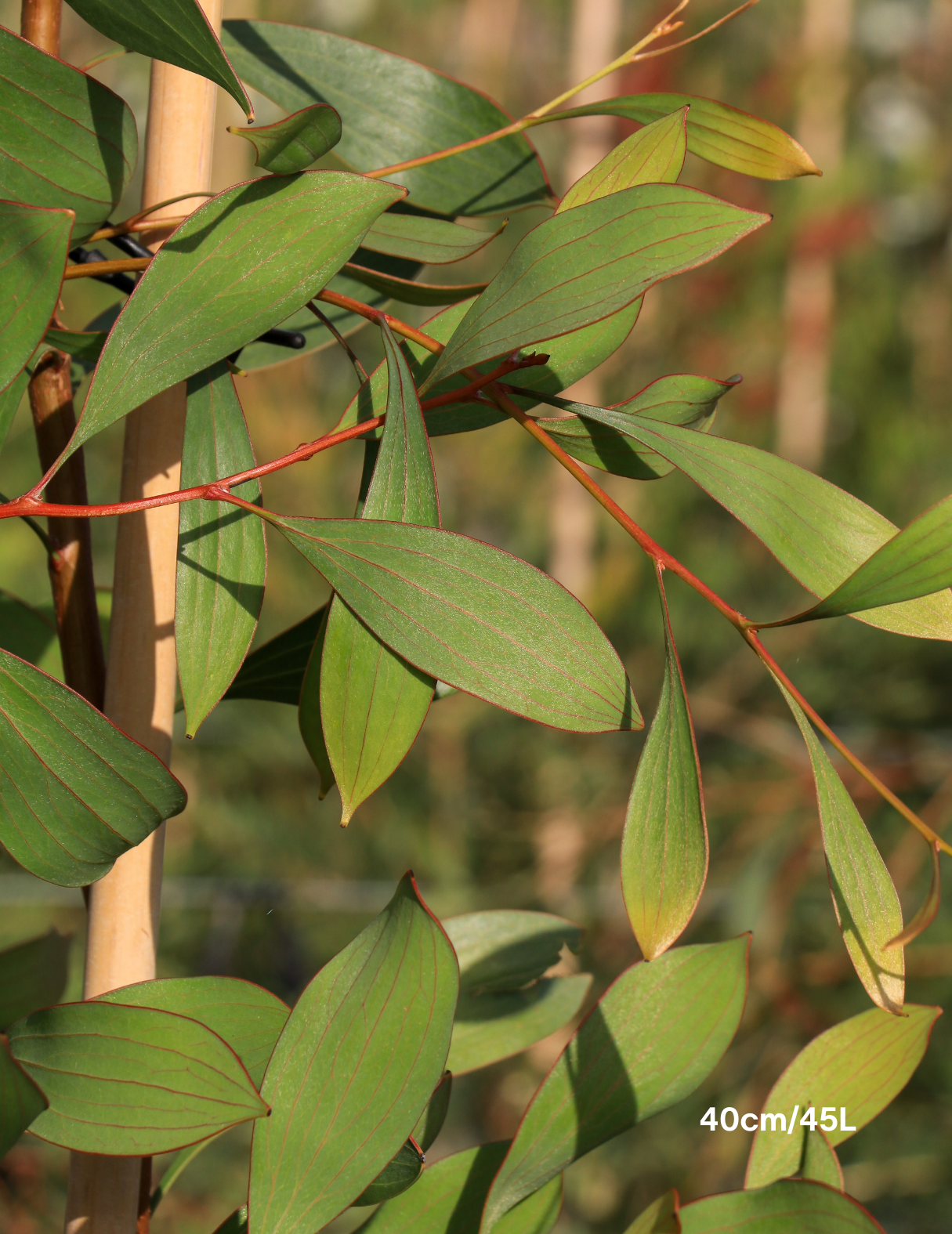 Hakea laurina – Pincushion Hakea - Evergreen Trees Direct