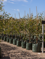 Hakea laurina – Pincushion Hakea - Evergreen Trees Direct