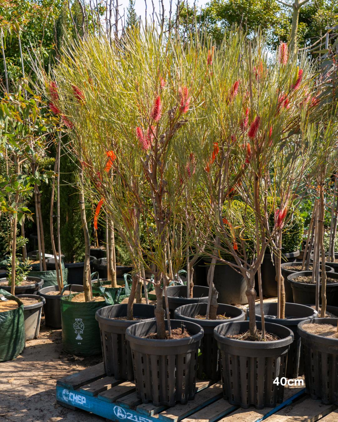 Hakea bucculenta – Red Pokers