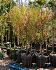 Hakea bucculenta – Red Pokers