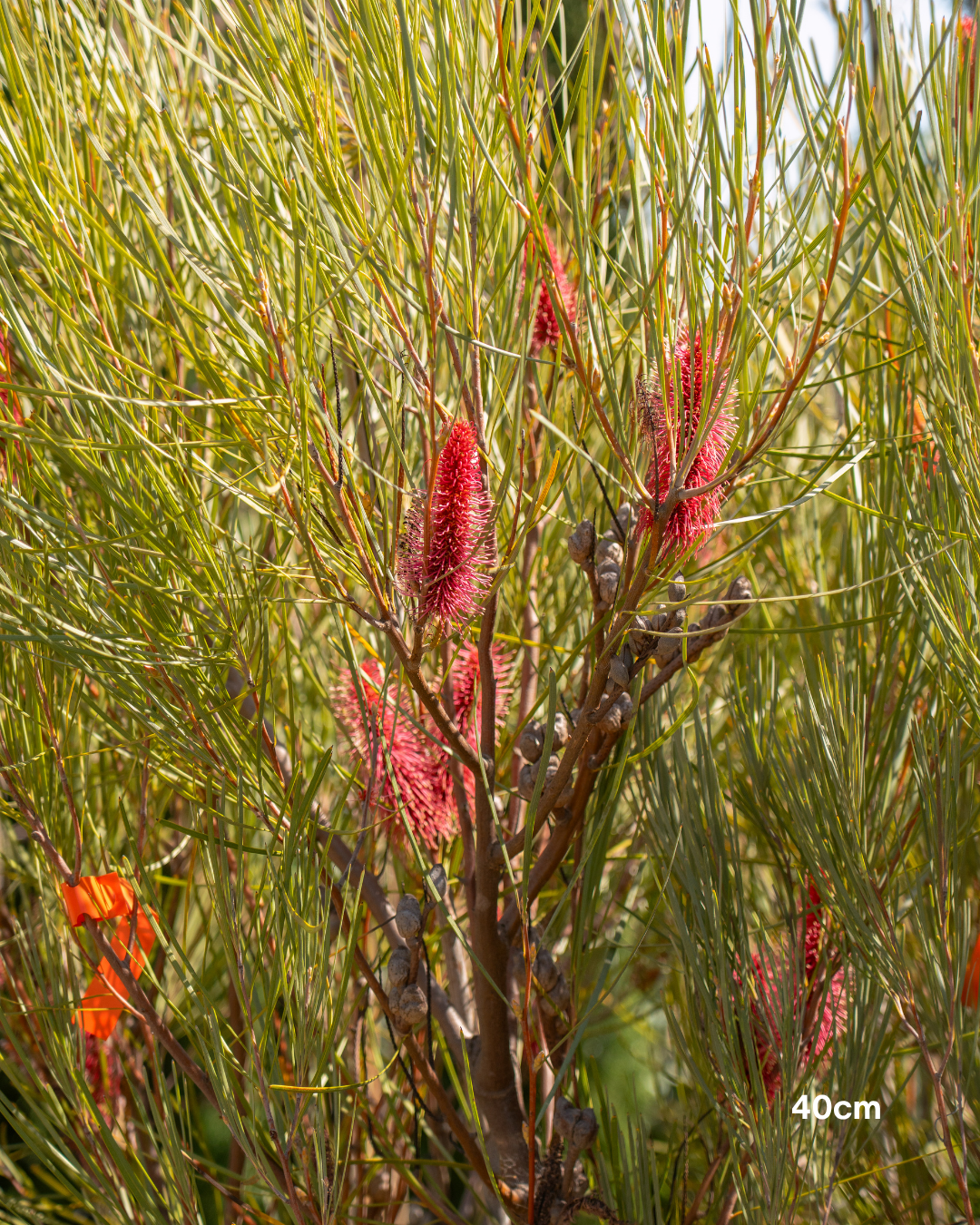 Hakea bucculenta – Red Pokers