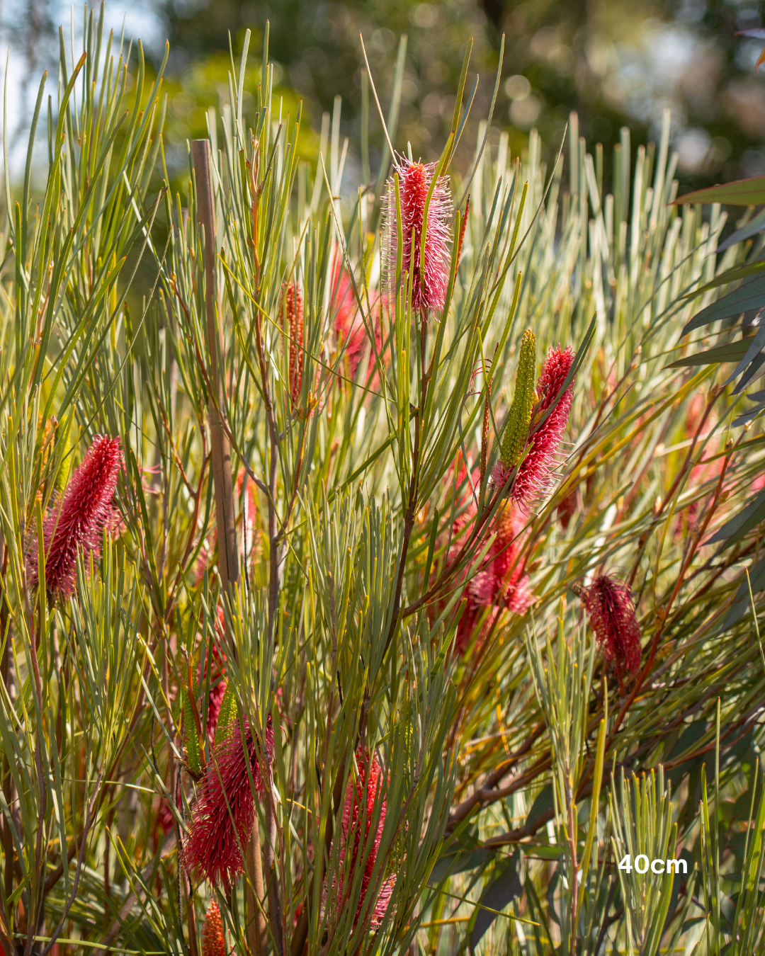 Hakea bucculenta – Red Pokers