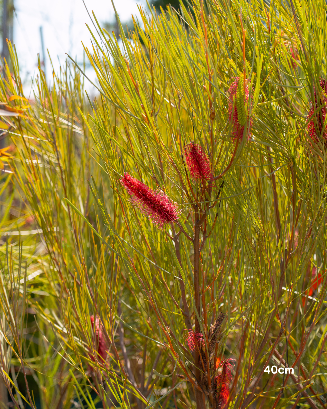 Hakea bucculenta – Red Pokers