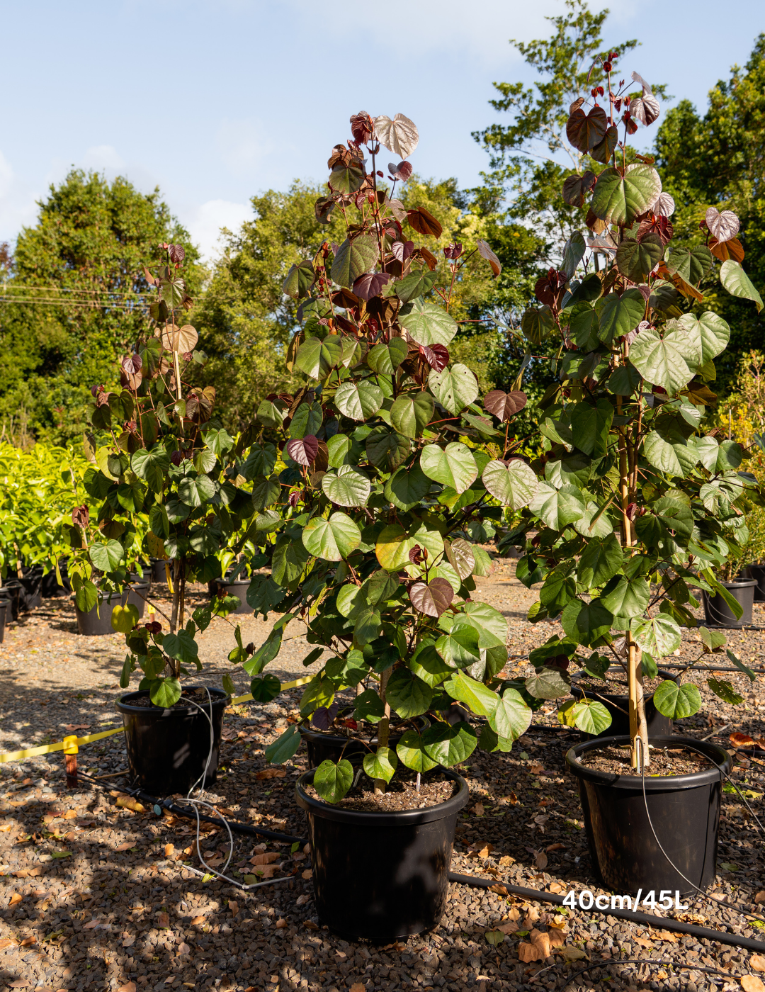 Hibiscus tiliaceus rubra Cottonwood - Evergreen Trees Direct
