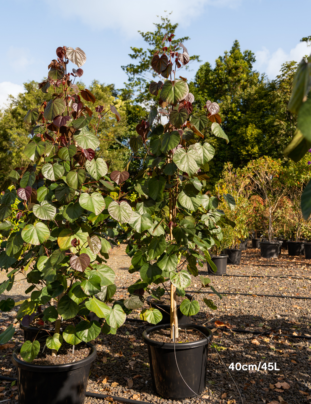 Hibiscus tiliaceus rubra Cottonwood - Evergreen Trees Direct