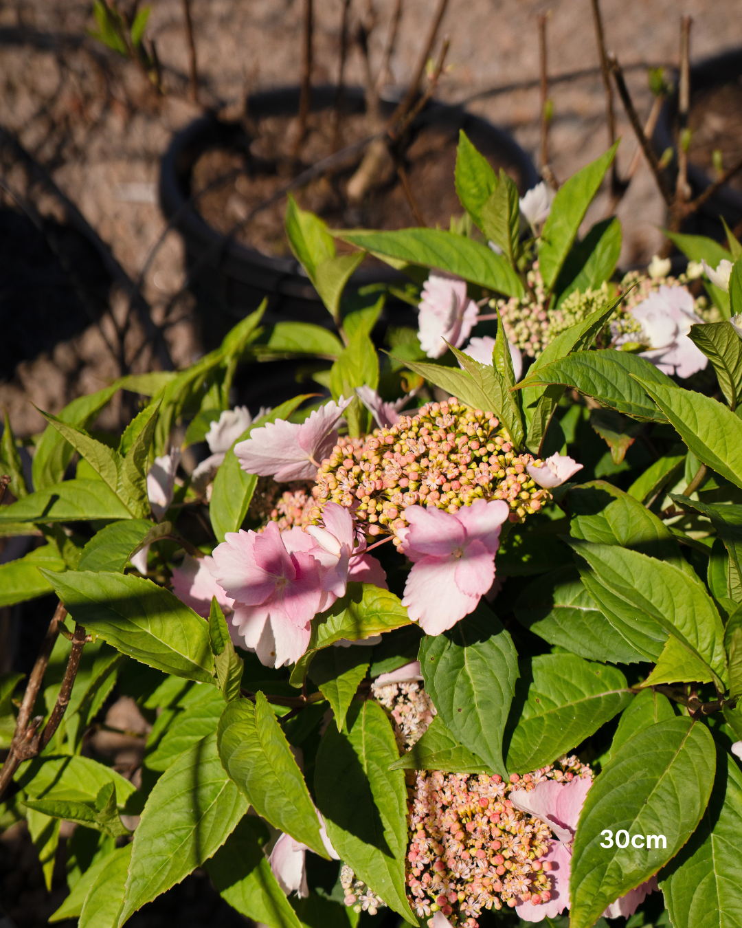 Hydrangea macrophylla 'Trail Blazer' Pink - Pink Trail Blazer Hydrangea