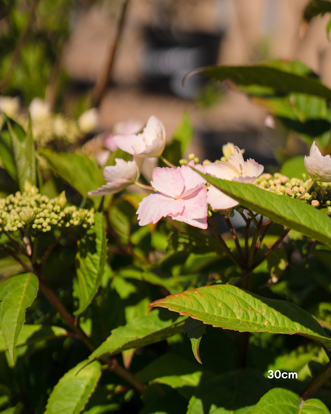 Hydrangea macrophylla 'Trail Blazer' Pink - Pink Trail Blazer Hydrangea