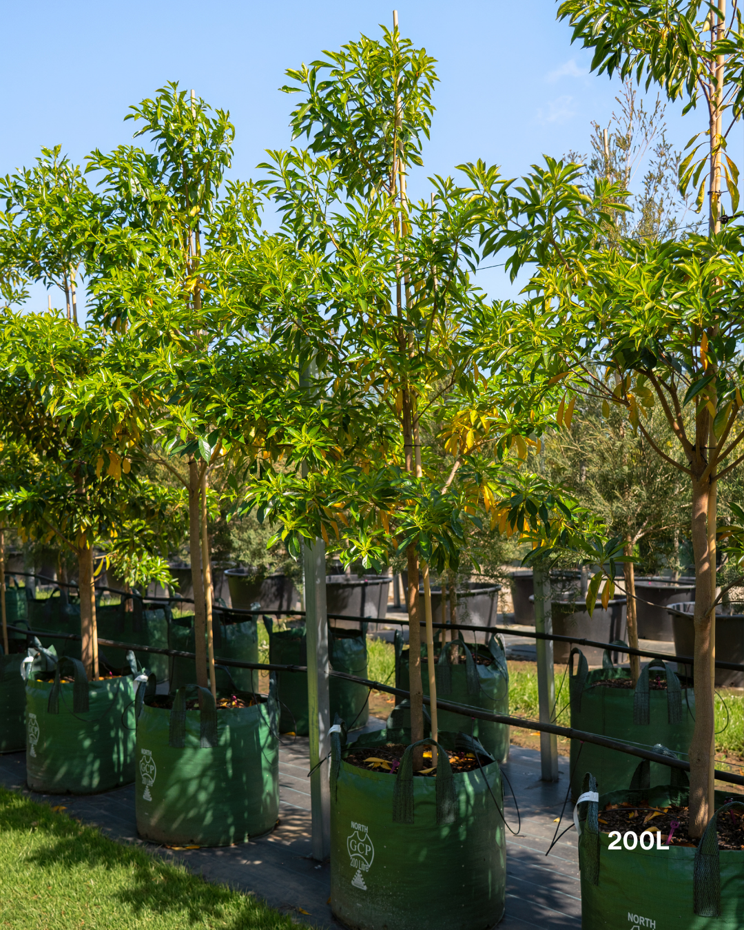 Hymenosporum flavum - Native Frangipani