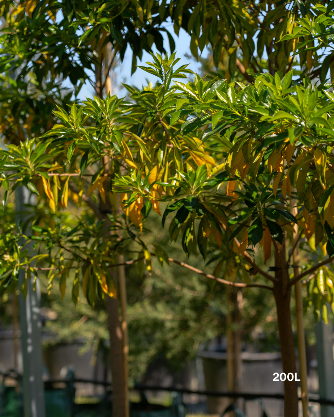Hymenosporum flavum - Native Frangipani