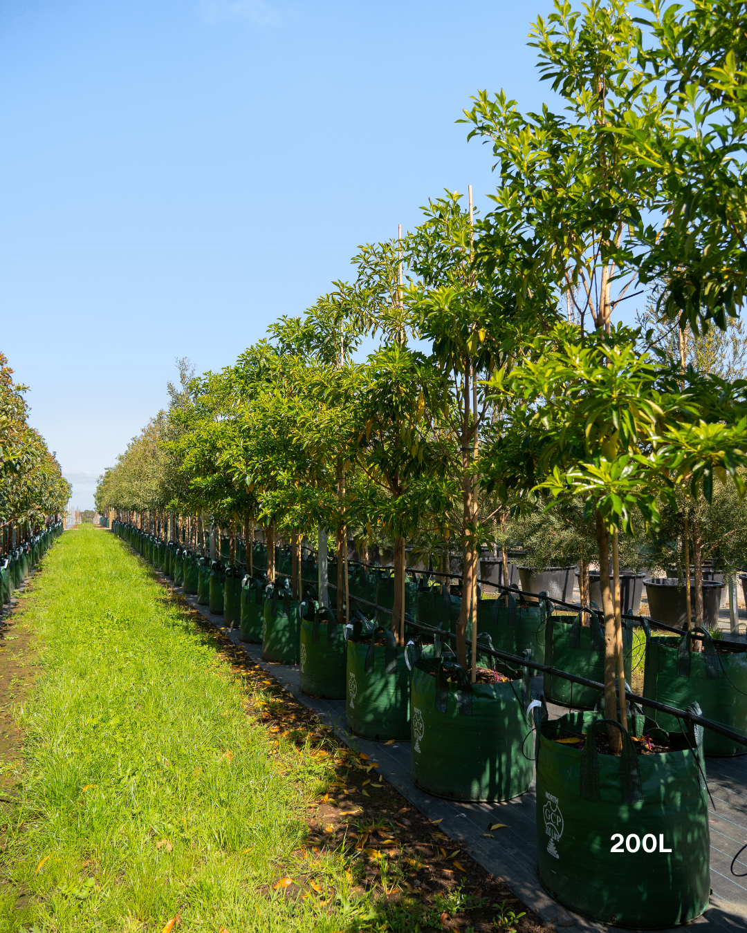 Hymenosporum flavum - Native Frangipani