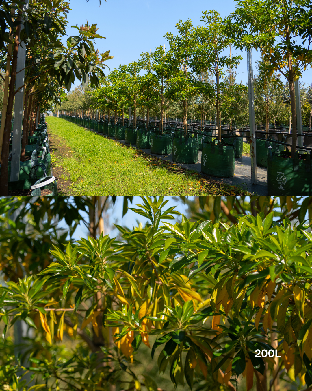 Hymenosporum flavum - Native Frangipani