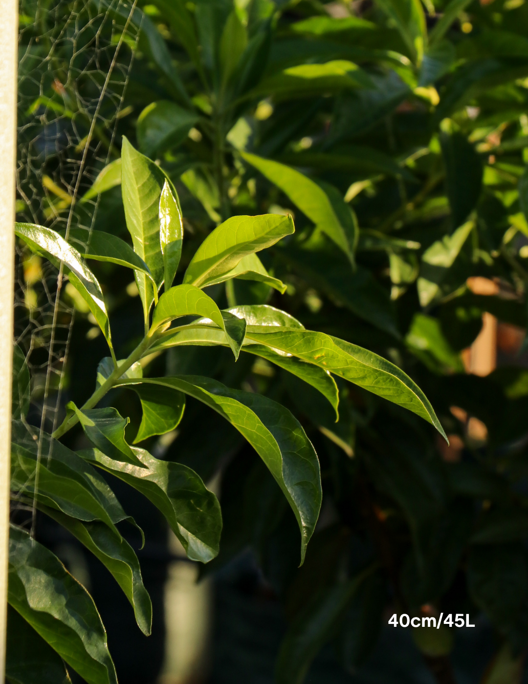 Hymenosporum flavum - Native Frangipani - Evergreen Trees Direct