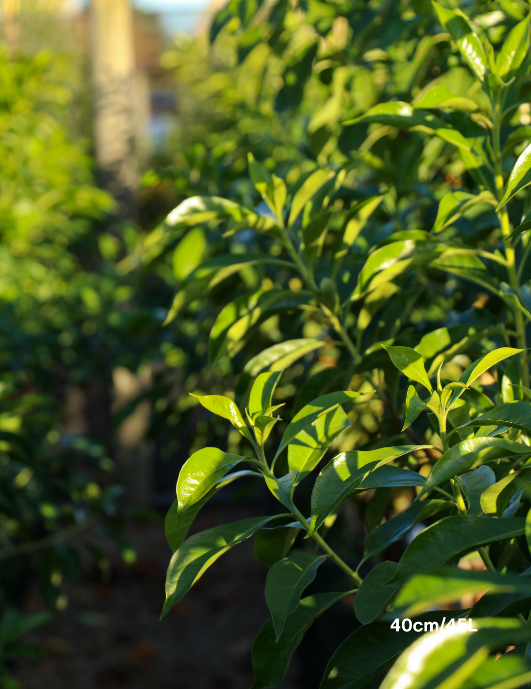 Hymenosporum flavum - Native Frangipani - Evergreen Trees Direct