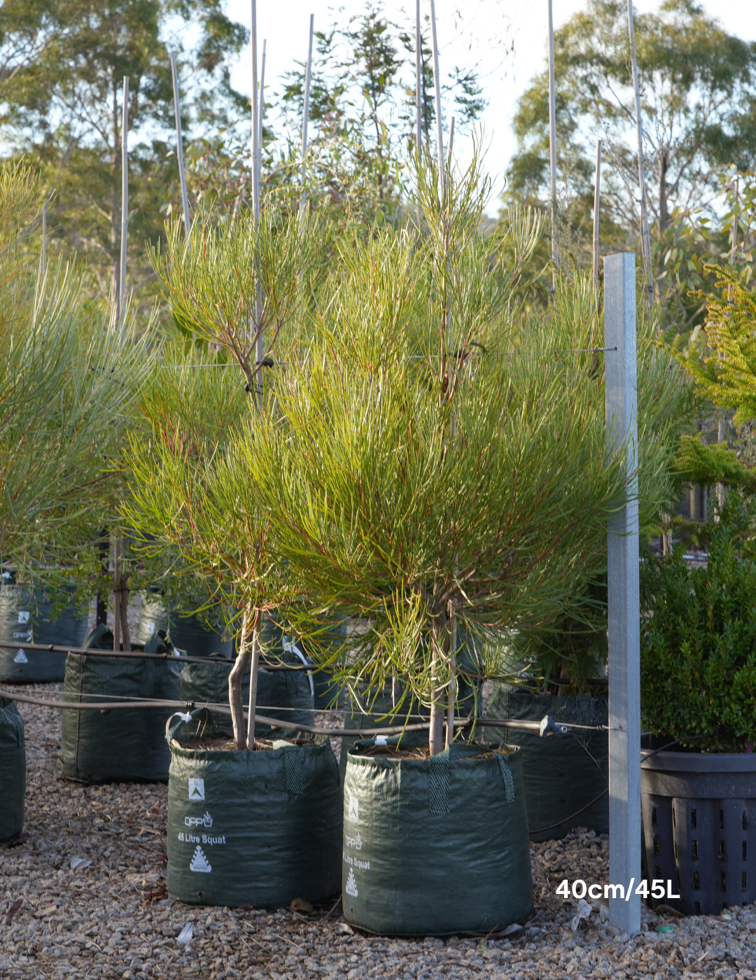 Hakea Bucculenta - Evergreen Trees Direct